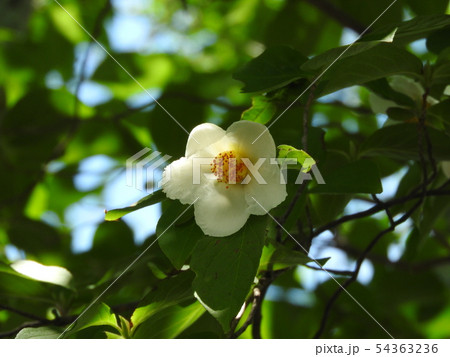 6月に咲く夏椿の花 6月に咲く夏椿の花 54363236