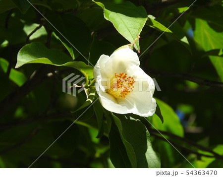 6月に咲く夏椿 6月に咲く夏椿 54363470