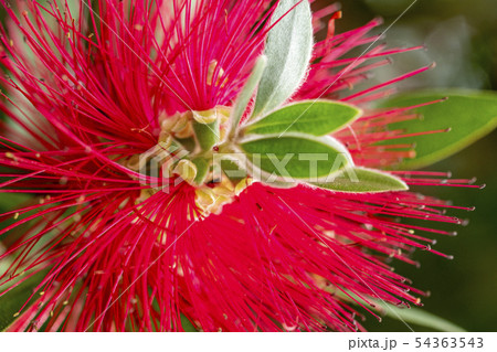 ブラシの木の花 54363543