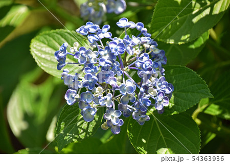 ウズアジサイ(渦紫陽花) ウズアジサイ(渦紫陽花) 54363936