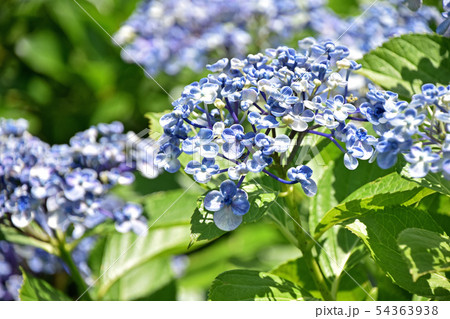 ウズアジサイ(渦紫陽花) ウズアジサイ(渦紫陽花) 54363938