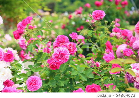 マゼンタピンクのバラの写真素材