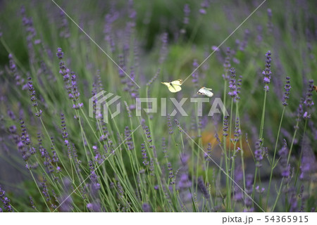 ラベンダー畑で求愛するチョウ ラベンダー畑で求愛するチョウ 54365915