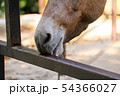 柵を舐める馬 54366027