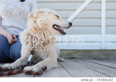 Image of white dog with collar and leash looking to side and woman mistress near white wooden wall Image of white dog with collar and leash looking to side and woman mistress near white wooden wall 54366102