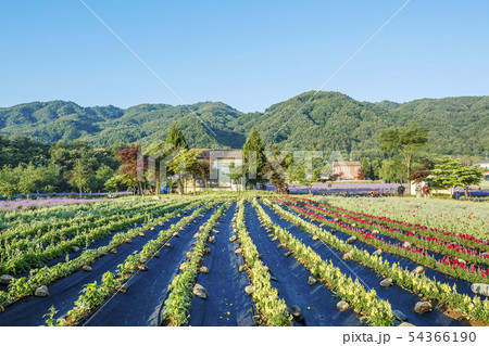 ラベンダー 高城郡 江原道 54366190