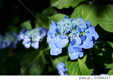 アジサイ・青色 54366237