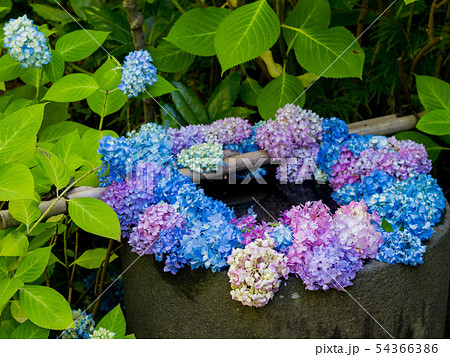 雲昌寺の手水鉢２ 54366386