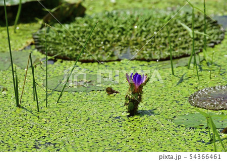 花咲くオニバス 花咲くオニバス 54366461