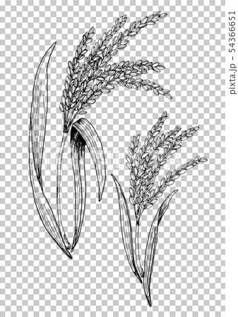 稻穗素描 稻穗素描 54366651