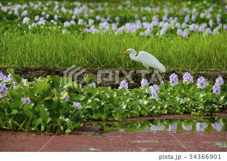 ホテイアオイの花畑に白鷺に赤い水草 54366901