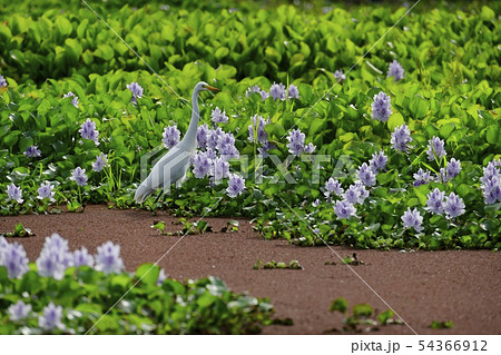 ホテイアオイの花畑に白鷺に赤い水草の写真素材