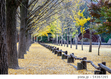 写真 自然 風景 54367265