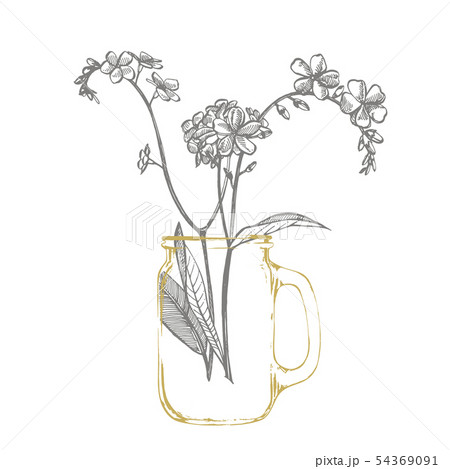 Forget-me-not flowers. Botanical illustration. Good for cosmetics, medicine, treating, aromatherapy Forget-me-not flowers. Botanical illustration. Good for cosmetics, medicine, treating, aromatherapy 54369091