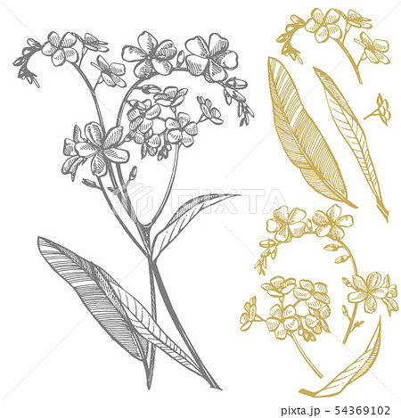Forget-me-not flowers. Botanical illustration. Good for cosmetics, medicine, treating, aromatherapy Forget-me-not flowers. Botanical illustration. Good for cosmetics, medicine, treating, aromatherapy 54369102