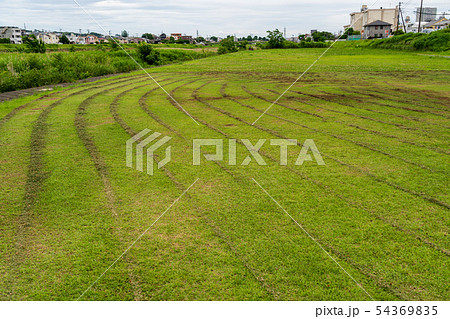 芝刈り機の跡 芝刈り機の跡 54369835