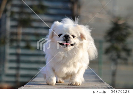 橋を渡る白いペキニーズ 橋を渡る白いペキニーズ 54370128