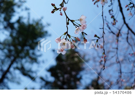 花 花 54370486