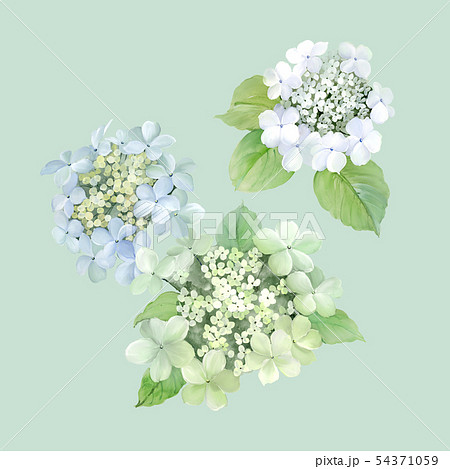 透明水彩 水彩画 花 54371059