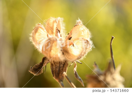 むくげ 54371660