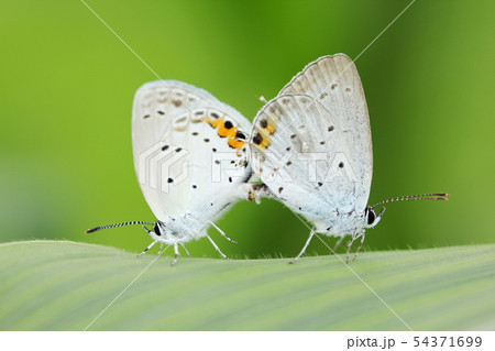 ツバメシジミの交尾 54371699