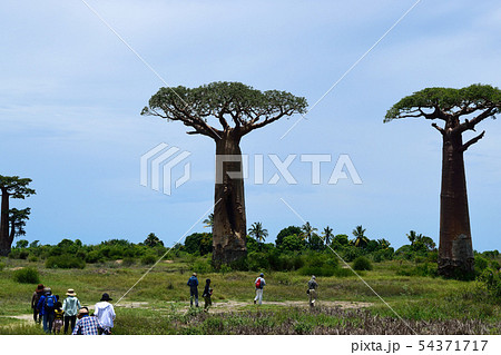 バオバブの木 54371717