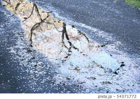 さくら さくら 54371772