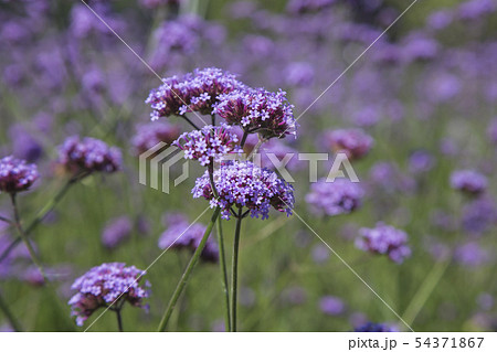 Close up flowers on a sunny summer day Close up flowers on a sunny summer day 54371867