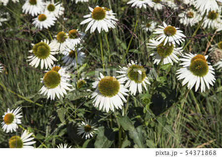 Close up flowers on a sunny summer day 54371868