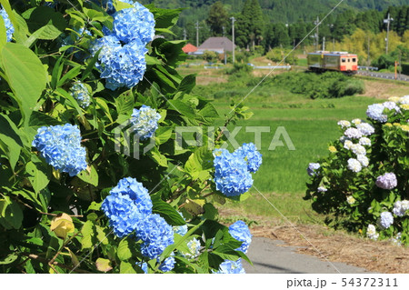いすみ鉄道「紫陽花咲くローカル風景」 54372311
