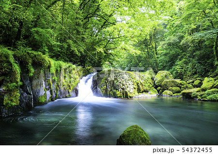 新緑の美しい菊池渓谷 新緑の美しい菊池渓谷 54372455