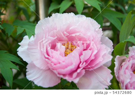 花 ピンク 春 54372680