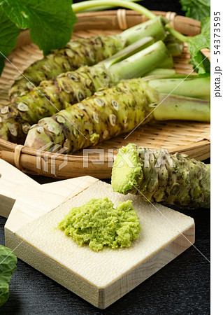 本ワサビ 54373595