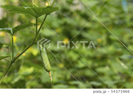 Fresh green cucumber growing in garden, Young Fresh green cucumber growing in garden, Young 54373966