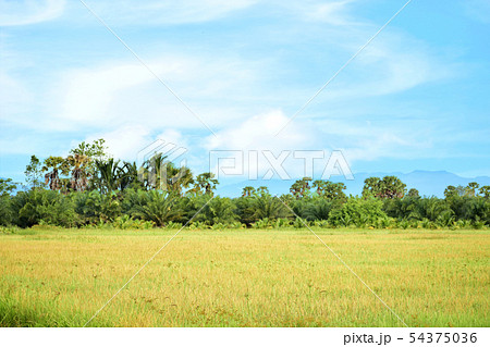 Landscape of rice fields with natural beauty Landscape of rice fields with natural beauty 54375036