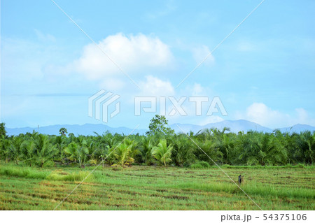 Landscape of rice fields with natural beauty 54375106