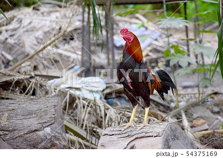 Thai native chicken Thai native chicken 54375169