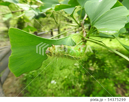 イチョウの葉を食べるクスサンの幼虫 54375299