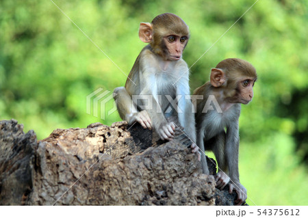 Two young Monkeys sitting on rock, Hyderabad Two young Monkeys sitting on rock, Hyderabad 54375612
