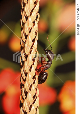 Carpenter ant, Camponotus sp, Hyderabad, India Carpenter ant, Camponotus sp, Hyderabad, India 54375617