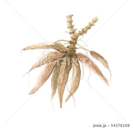 キャッサバ芋 キャッサバ芋 54376109