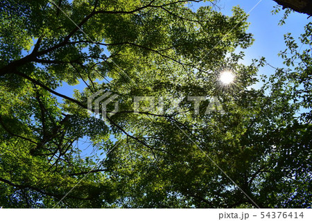 晴れた日の心地よい新緑に覆われた空間に太陽の光が差し込むの写真素材