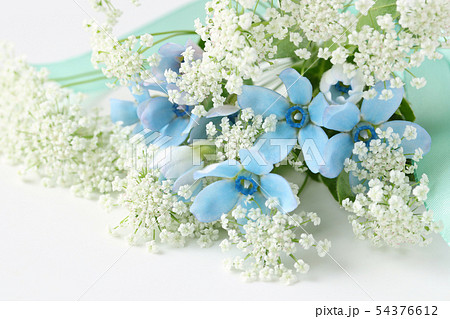 ブルースターとレースフラワー ブルースターとレースフラワー 54376612
