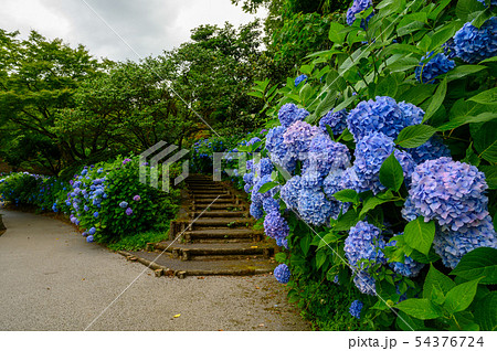 卯辰山公園 花菖蒲園 花木園 石川県 金沢市 の写真素材