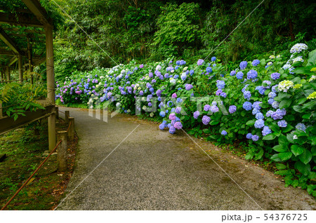 卯辰山公園 花菖蒲園・花木園【石川県 金沢市】 54376725