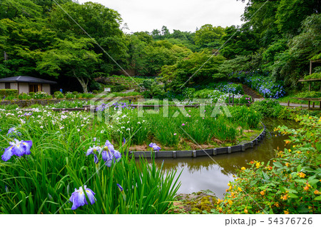 卯辰山公園 花菖蒲園・花木園【石川県 金沢市】 54376726