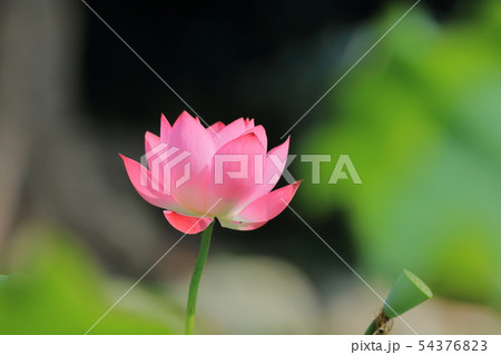 睡蓮 スイレン 水連 54376823