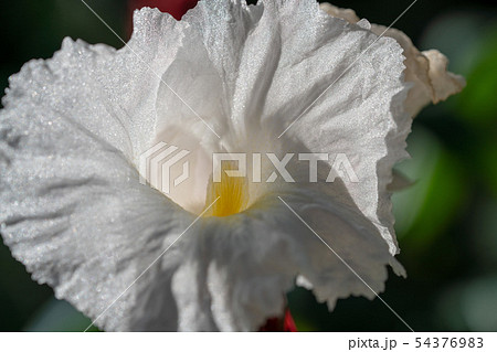 生姜の花 ジンジャー 生姜の花 ジンジャー 54376983