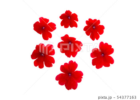 red verbena isolated red verbena isolated 54377163
