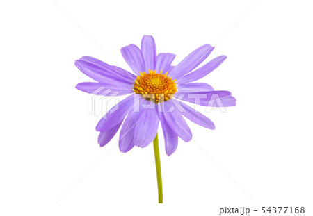 senecio macrocephalus isolated 54377168